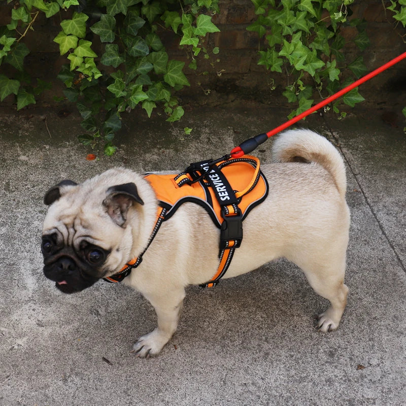 Personalised Reflective Nylon Harness (Pet Name & Number)