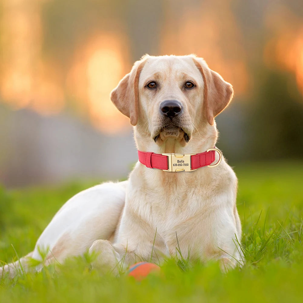 Personalised Premium Leather Pet Collar, Gold Clasp (Pet Name & Phone)