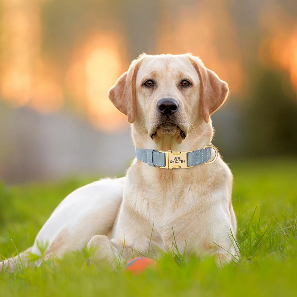 Personalised Premium Leather Pet Collar, Gold Clasp (Pet Name & Phone)