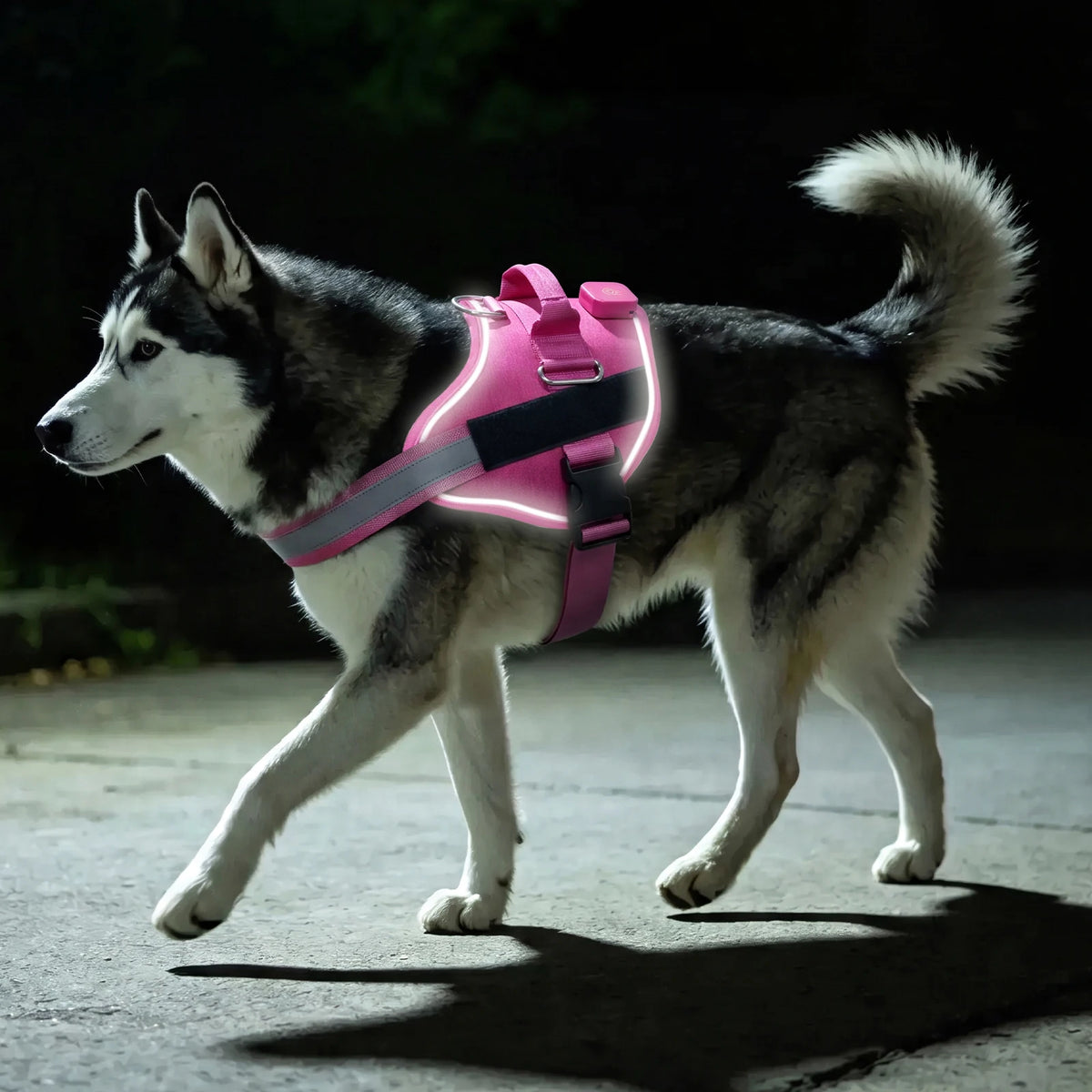 Personalised LED Light-Up Dog Harness (Pet Name & Phone)